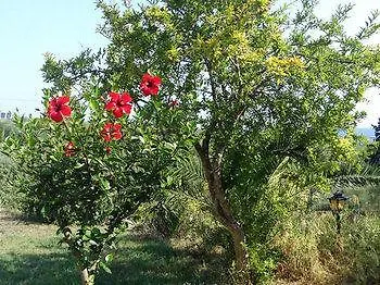 Lejlighed Juliastudios *